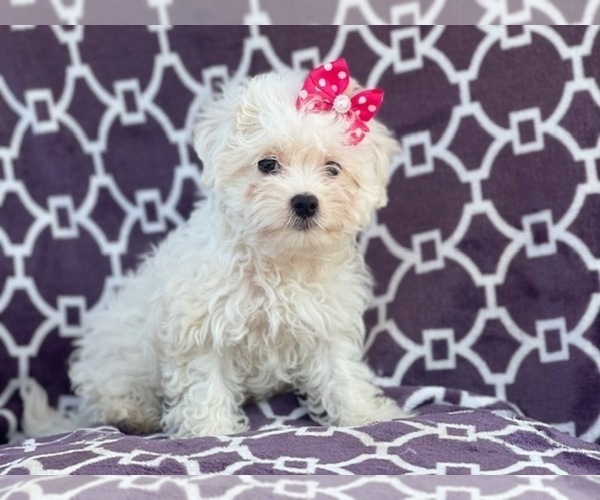 Medium Photo #10 Maltipoo Puppy For Sale in LAKELAND, FL, USA