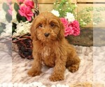 Small #12 Cavapoo