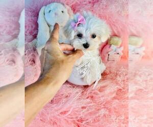 Maltese Puppy for sale in BOSTON, MA, USA
