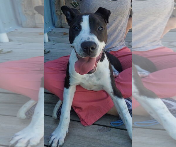 Medium Photo #3 Mutt Puppy For Sale in Murfreesboro, NC, USA