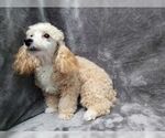 Small #6 Poodle (Toy)
