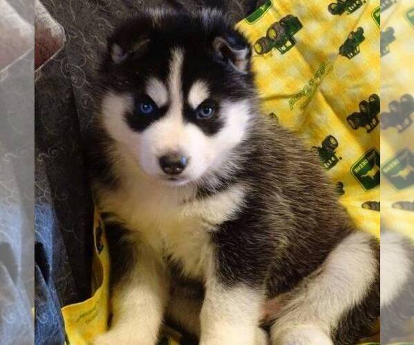 Medium Photo #3 Siberian Husky Puppy For Sale in DANVILLE, PA, USA