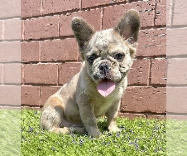 Medium Photo #23 French Bulldog Puppy For Sale in PHILADELPHIA, PA, USA