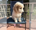 Litter of 9 - Male(s) and Female(s) Goldendoodle (Miniature)Litter of Puppies for Sale - Photo #11