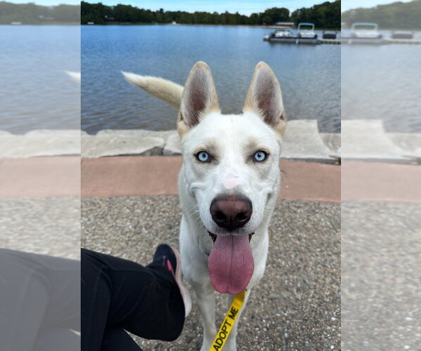 Medium Photo #4 Gerberian Shepsky Puppy For Sale in La Porte, IN, USA