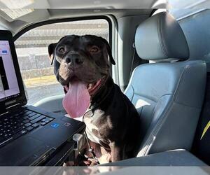 American Staffordshire Terrier-Mastiff Mix Dogs for adoption in Grand Prairie, TX, USA