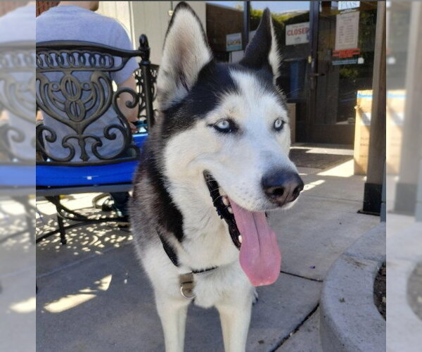 Medium Photo #1 Siberian Husky Puppy For Sale in Alameda, CA, USA