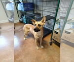 Small German Shepherd Dog Mix