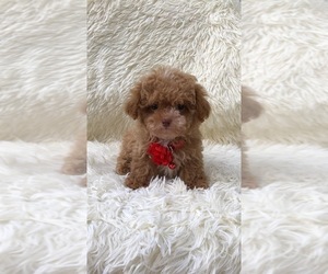 Poodle (Toy) Puppy for sale in JEFFERSONVILLE, IN, USA