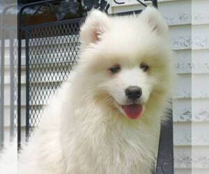 Samoyed Puppy for sale in THORP, WI, USA