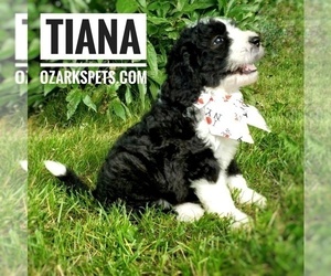 Sheepadoodle Puppy for sale in CEDAR GAP, MO, USA