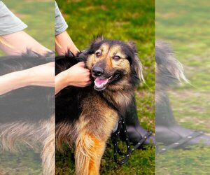 Australian Shepherd-Unknown Mix Dogs for adoption in Sparta, TN, USA