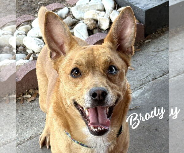 Medium Photo #3 Chihuahua-Unknown Mix Puppy For Sale in HOUSTON, TX, USA