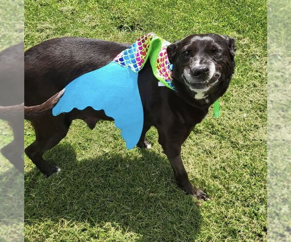Medium Photo #6 Labrador Retriever-Unknown Mix Puppy For Sale in Germantown, OH, USA