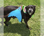 Small #5 Labrador Retriever Mix