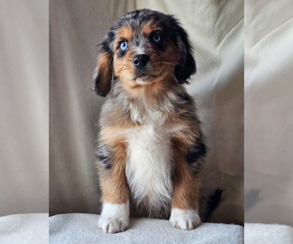 Medium Photo #4 Cavalier King Charles Spaniel-Miniature Australian Shepherd Mix Puppy For Sale in GILBERT, AZ, USA