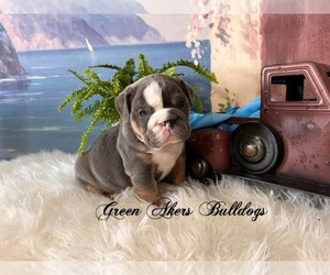 Bulldog Puppy for sale in OOLOGAH, OK, USA