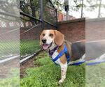 Small Beagle Mix