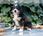 Puppy Kara Bernedoodle (Miniature)
