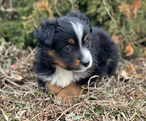 Miniature Australian Shepherd Puppy for sale in PERU, NE, USA