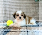 Small #2 Mal-Shi
