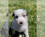 Small Photo #13 Australian Shepherd Puppy For Sale in PASO ROBLES, CA, USA