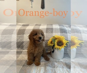 Goldendoodle-Poodle (Miniature) Mix Puppy for sale in BROKEN ARROW, OK, USA
