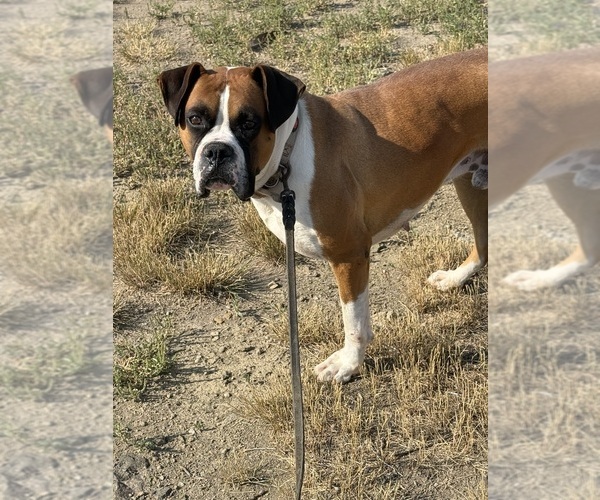 Medium Photo #1 Boxer Puppy For Sale in GREAT FALLS, MT, USA