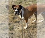 Small Photo #1 Boxer Puppy For Sale in GREAT FALLS, MT, USA