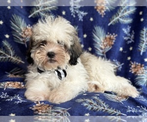 Zuchon Puppy for sale in LAKELAND, FL, USA