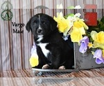 Puppy Vargo Bernese Mountain Dog-Labrador Retriever Mix