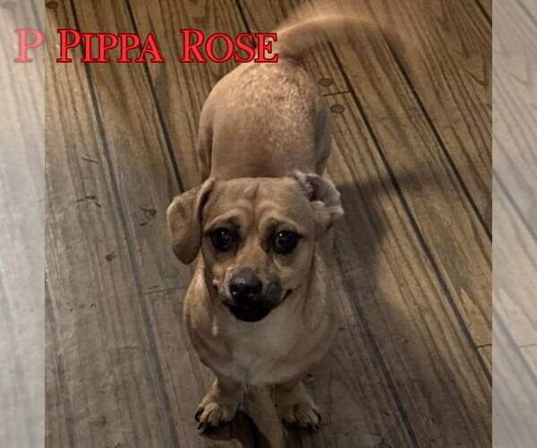 Medium Photo #3 Dachshund-Unknown Mix Puppy For Sale in San Antonio, TX, USA