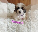 Image preview for Ad Listing. Nickname: Litter of 5