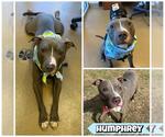 Small #1 American Staffordshire Terrier Mix
