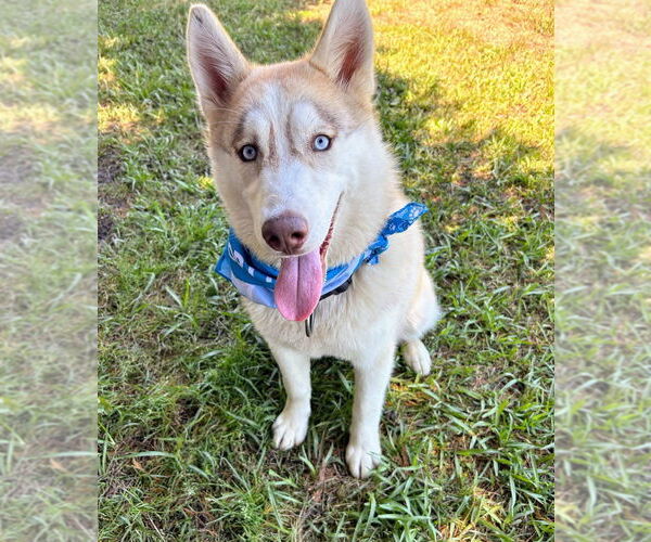 Medium Photo #2 - Mix Puppy For Sale in Bryant, AR, USA