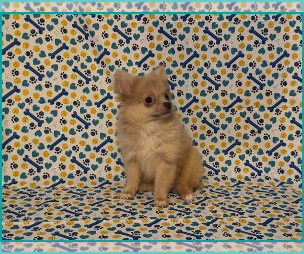 Medium Photo #3 Pomeranian Puppy For Sale in CLARKSVILLE, TN, USA