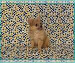 Small #2 Pomeranian