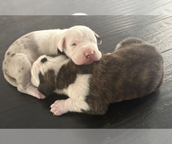 Medium Photo #6 Great Dane Puppy For Sale in CLANTON, AL, USA