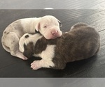 Small #5 Great Dane