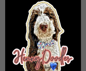 Aussiedoodle Litter for sale in HOUSTON, TX, USA