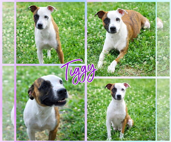 Medium Photo #1 American Pit Bull Terrier-Unknown Mix Puppy For Sale in Blacksburg, SC, USA