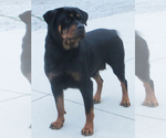 Small Photo #1 Rottweiler Puppy For Sale in MILLERSBURG, OH, USA