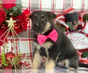 German Shepherd Dog Puppy for sale in LANCASTER, PA, USA