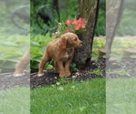 Small #2 Goldendoodle (Miniature)