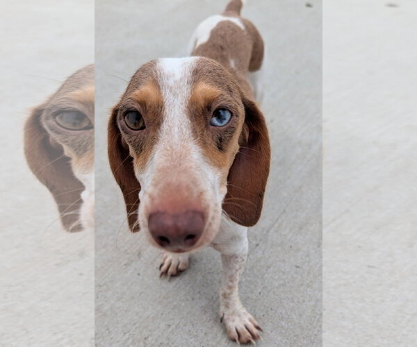 Medium Photo #3 Dachshund Puppy For Sale in Shelbyville, TN, USA