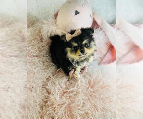 Medium Photo #3 Pomeranian Puppy For Sale in ALPHARETTA, GA, USA
