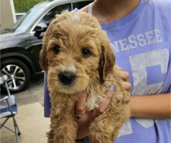 Medium Photo #1 Goldendoodle Puppy For Sale in KNOXVILLE, TN, USA