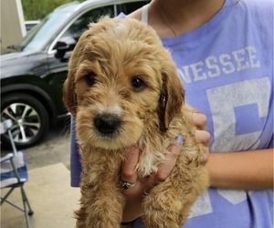 Medium Goldendoodle