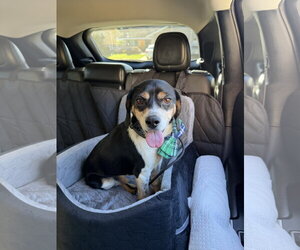 Beagle Dogs for adoption in Menifee, CA, USA