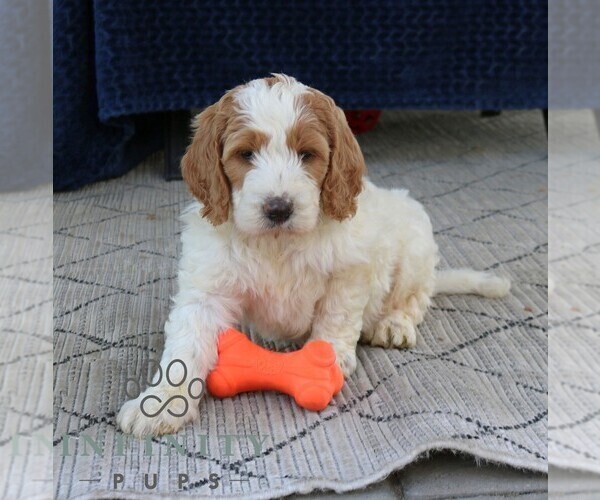 Medium Photo #3 Goldendoodle Puppy For Sale in NARVON, PA, USA